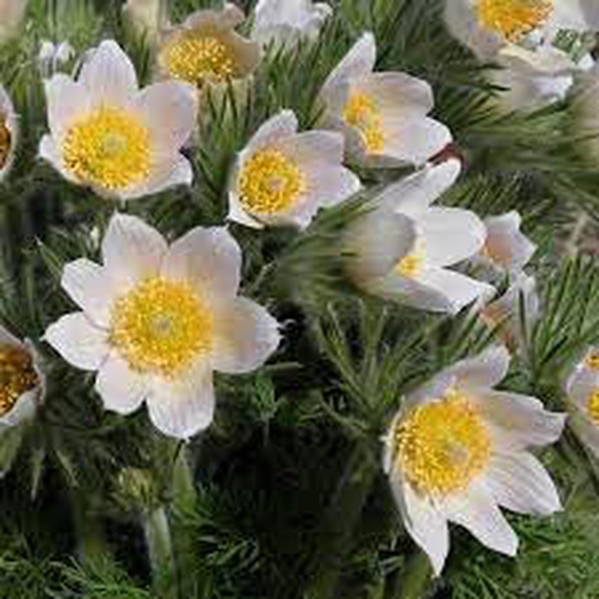 Pasque Flower Seeds for Planting Pollinator Friendly, Heirloom Non-GMO High Germination Organic Garden Seeds