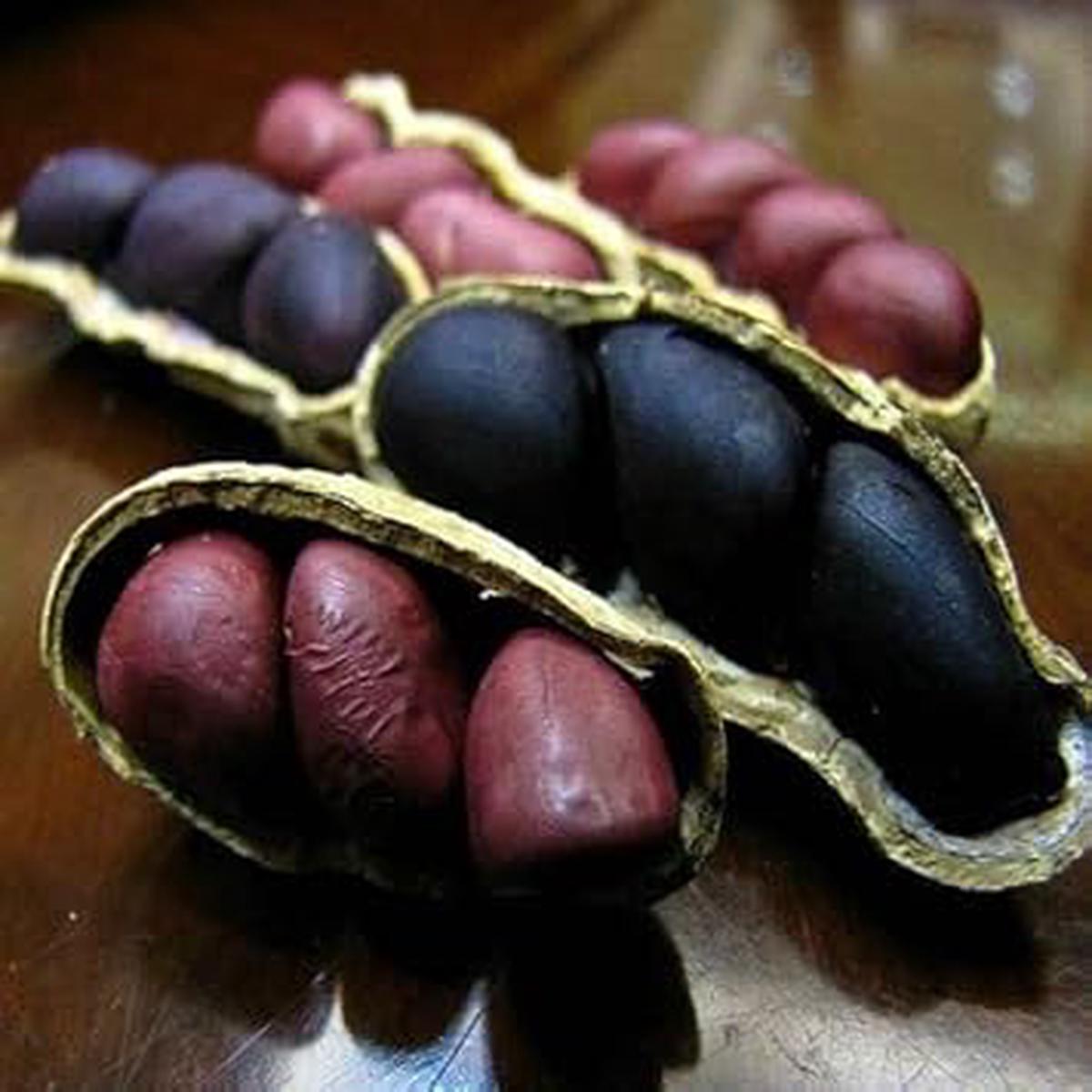 Peanut Vegetable Seeds for Planting Heirloom Non-GMO Black-Brown Shell Variety