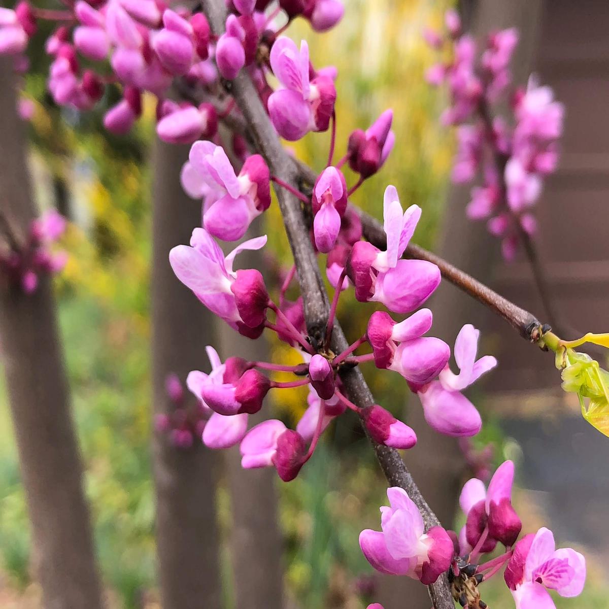 Redbud Flower Seeds for Planting Fragrant Blossoms, Heirloom, Non-GMO, High Germination