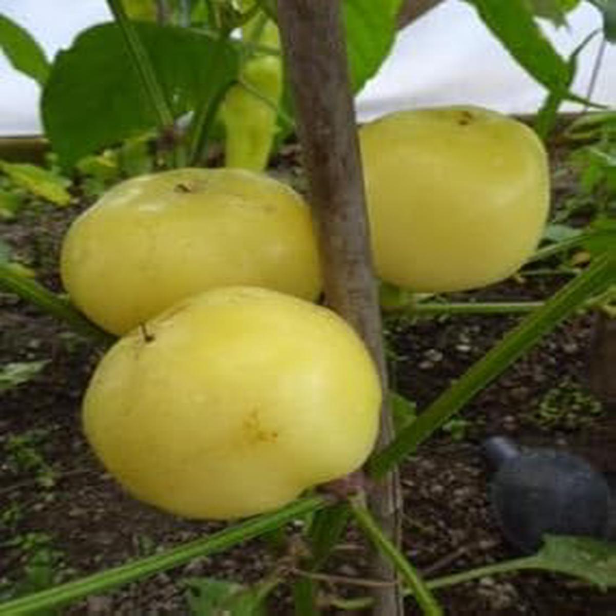 Ungarische Weisse vegetable seeds for planting Heirloom & Non-GMO Garden Seeds