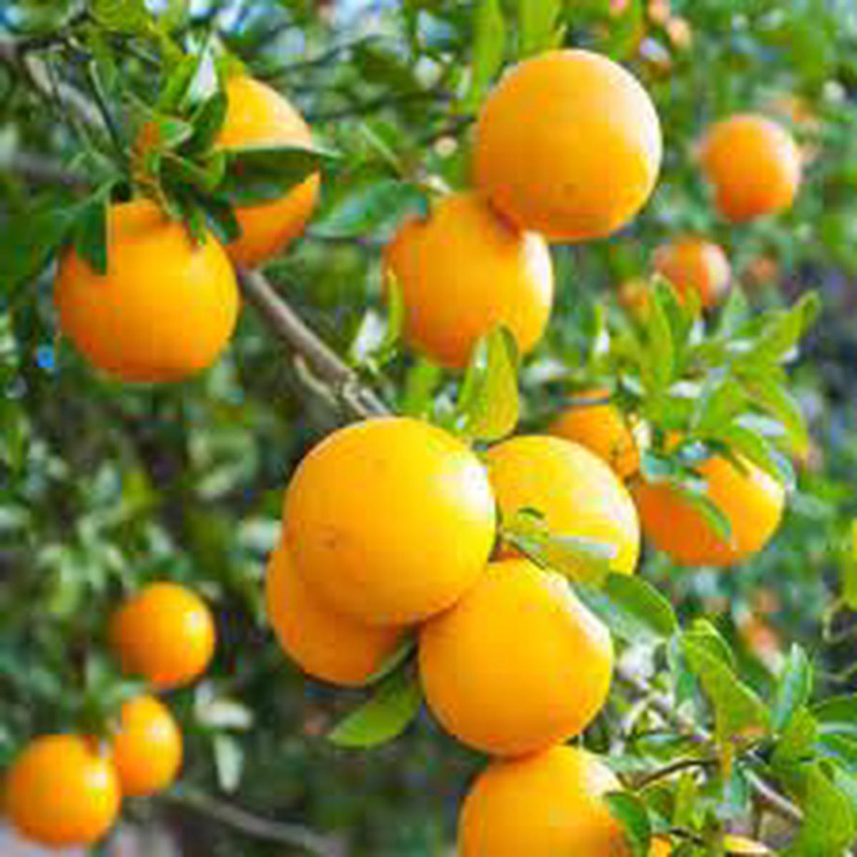 Valencia Orange Fruit Seeds for Planting  Heirloom, Non-GMO Juicy Citrus Garden Tree Seeds