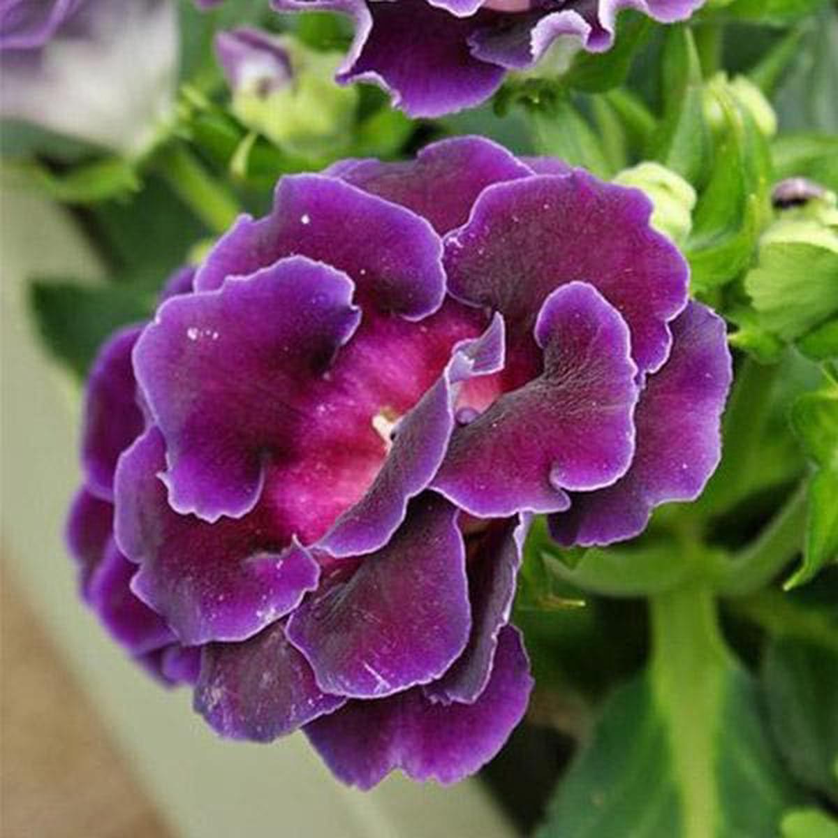 Violet Gloxinia Flower Seeds for Planting Heirloom, Non-GMO, Fragrant Blossoms, High Germination