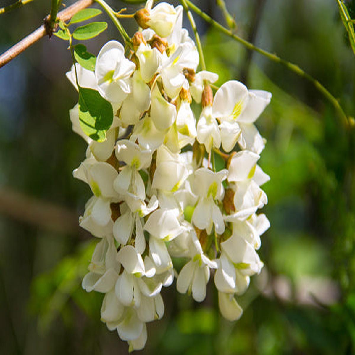 White Acacia Perennial Flower Seeds for Planting Heirloom, Non-GMO, Pollinator Friendly, High Germination