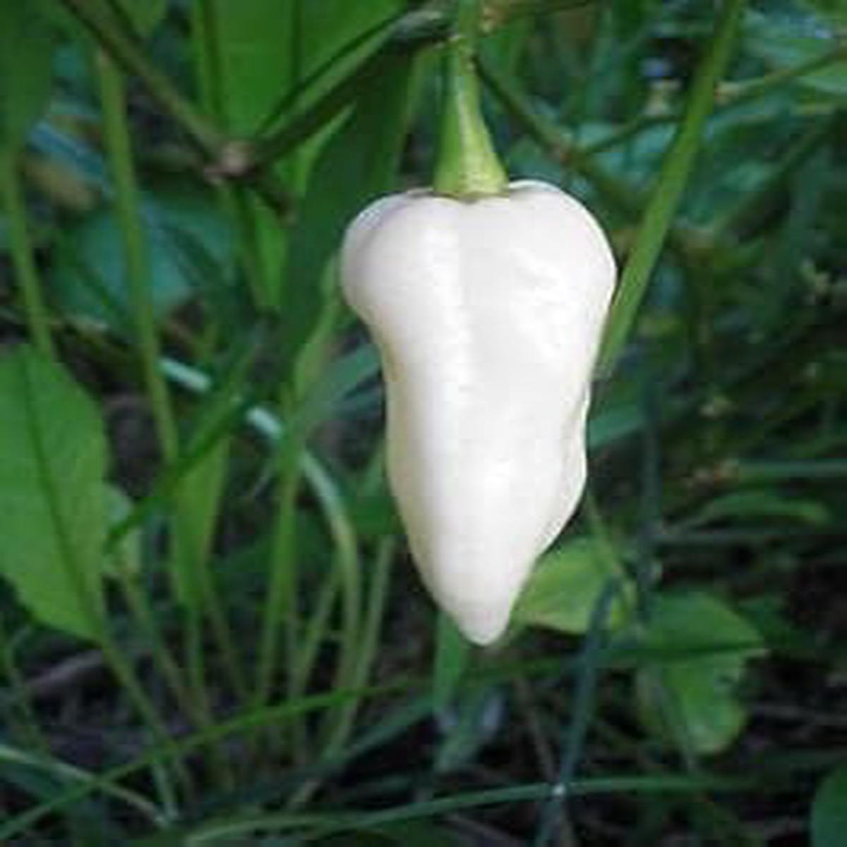White Hot Pepper Seeds for Planting Heirloom & Non-GMO Spicy Culinary Variety