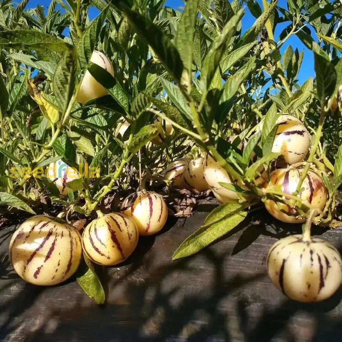 White Purple Pepino Seeds for Planting  Heirloom Non-GMO Exotic Fruit Vegetable Seeds with High Germination