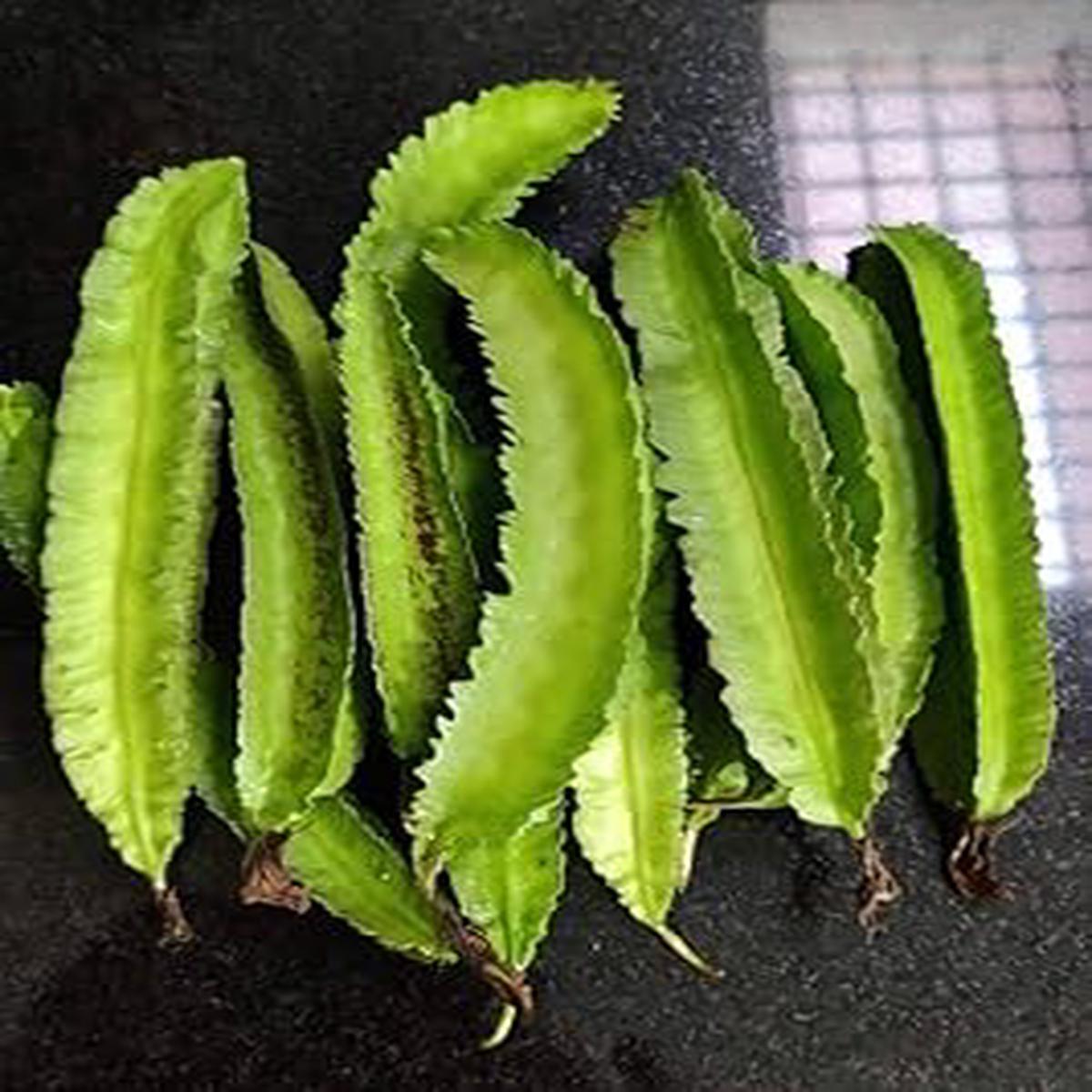 Winged Bean Seeds for Planting High Yield, Fast Growing, Nutrient-Rich Climbing Vegetable