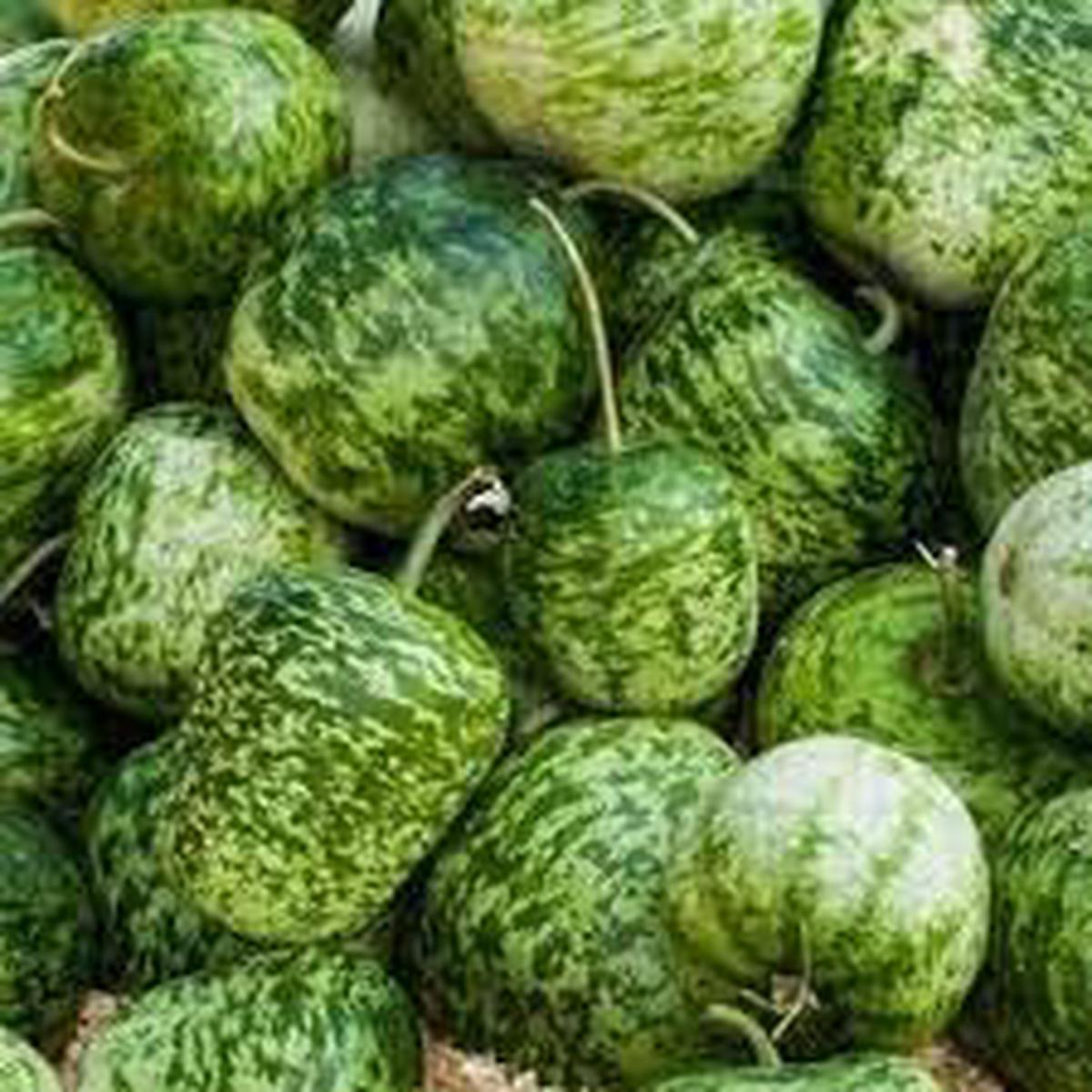 Apple Gourd fruit seeds for planting Heirloom & Non-GMO garden seeds, uniquely shaped fruit for creative gardens