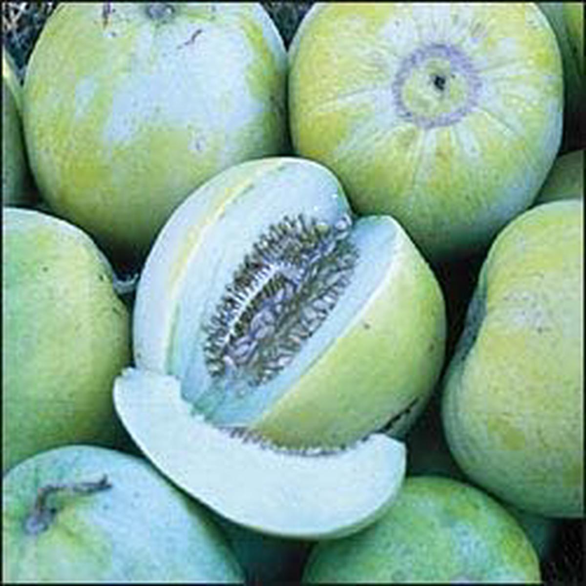 Blue Cantaloupe fruit seeds for planting - Heirloom & Non-GMO Garden seeds