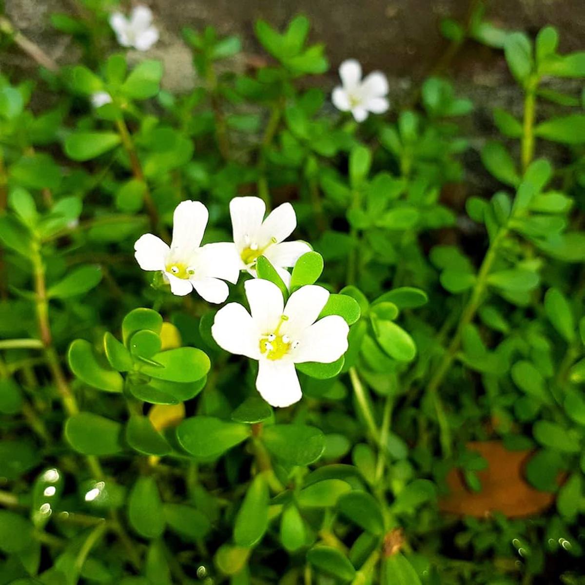 Brahmi (Bacopa monnieri) Seeds for Planting Heirloom, Non-GMO Ayurvedic Medicinal Herb for Brain & Memory Support