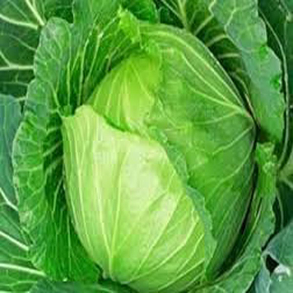Cabbage Golden Acre Seeds  Heirloom, Early Maturing, High-Yield Vegetable Seeds