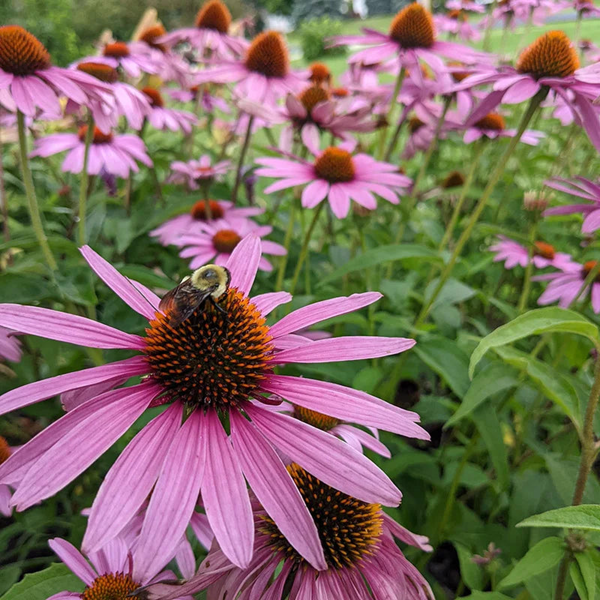 ConeFlower Seeds for Planting Heirloom, Non-GMO, Hardy Garden Variety Seeds