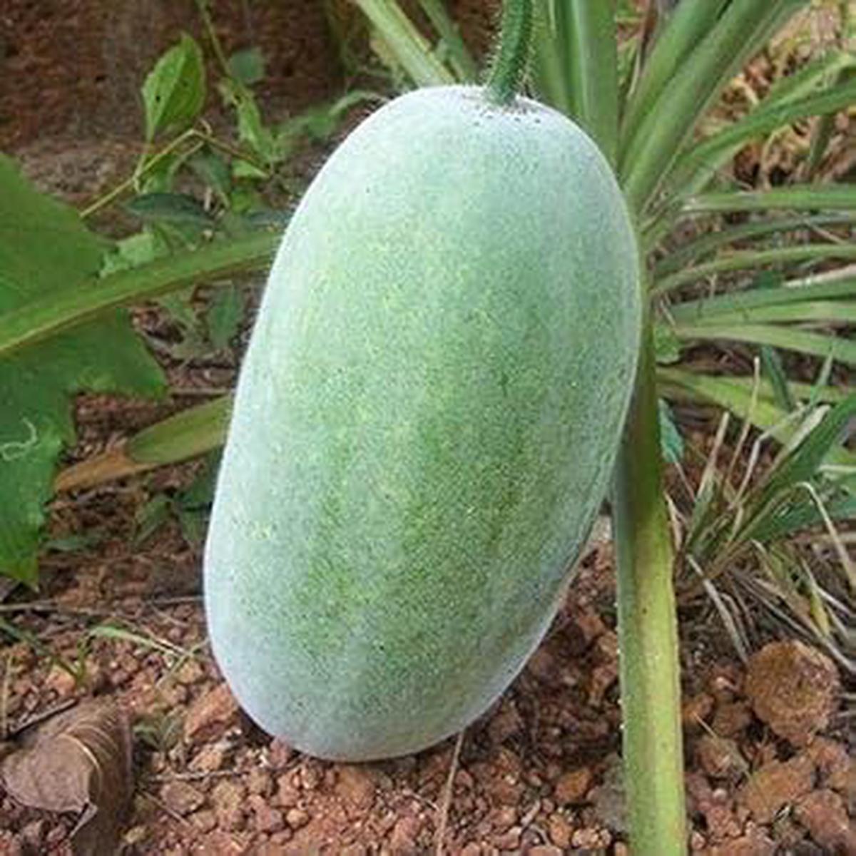 Hairy Gourd Seeds Heirloom Non-GMO Nutritious Fuzzy Melon Vegetable Seeds for Planting