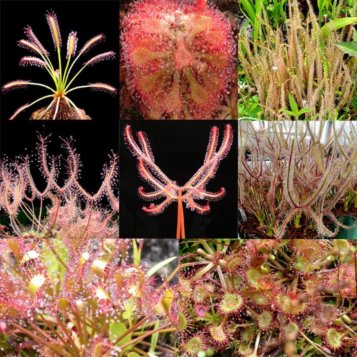 Mixed Sundew Seeds for Planting Heirloom, Non-GMO, Long Bloom Season, High Germination