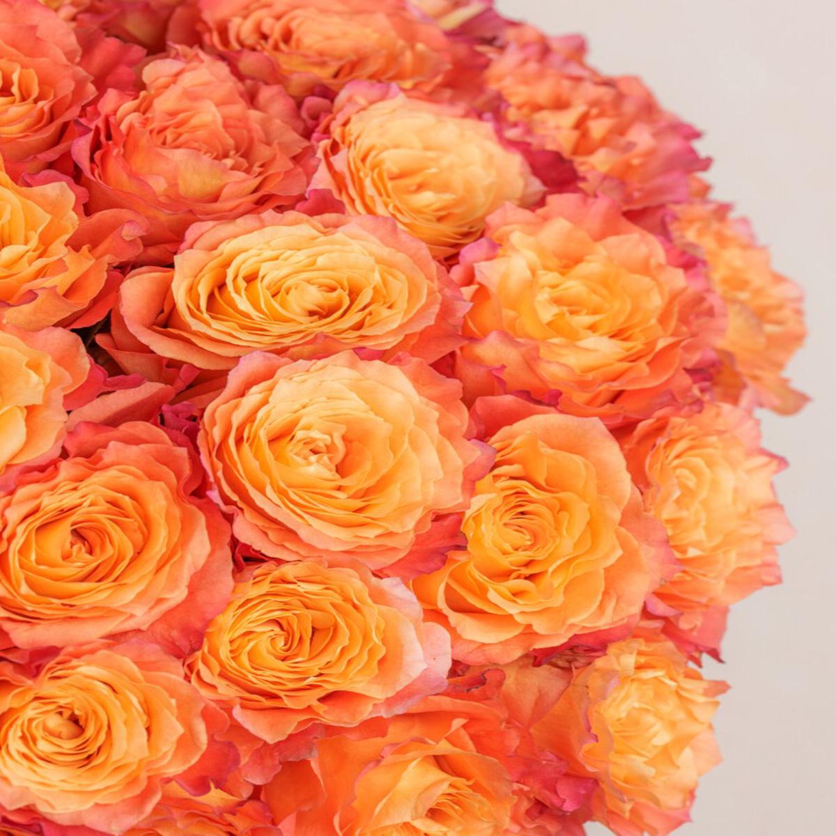 Orange Mix Rose Flower Seeds for Planting Heirloom, Non-GMO, High Germination Garden Seeds