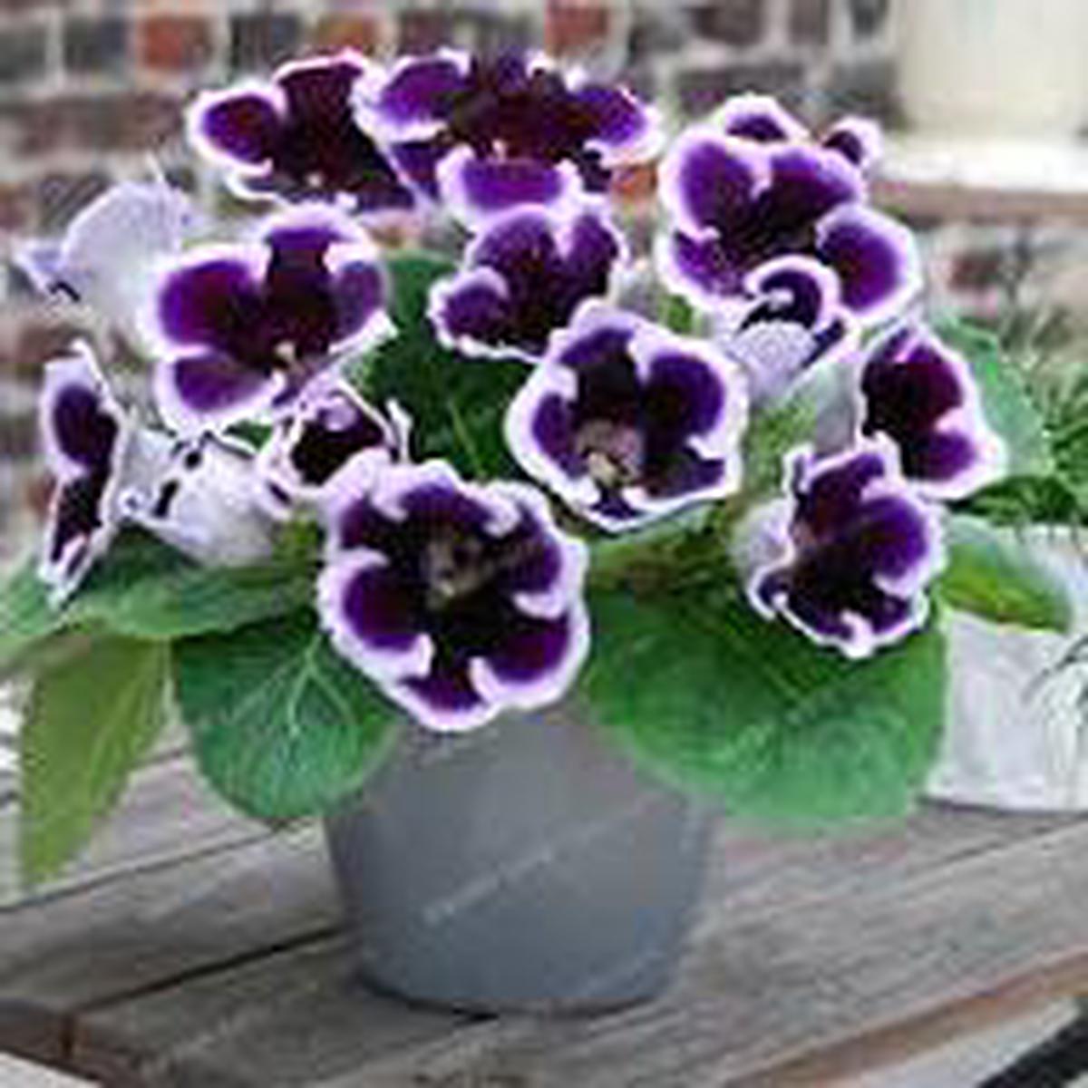 Violet White Gloxinia Flower Seeds for Planting Sun Loving, Heirloom, Non-GMO, High Germination