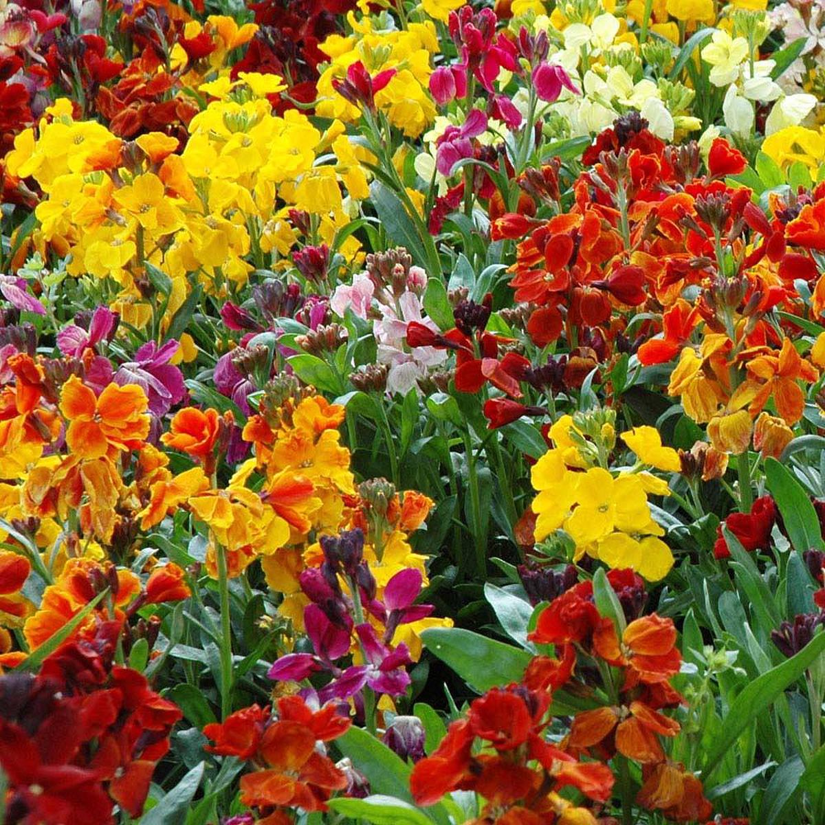 Wallflower Cheiranthus Cheiri Seeds for Planting Heirloom, Non-GMO, High Germination Garden Seeds