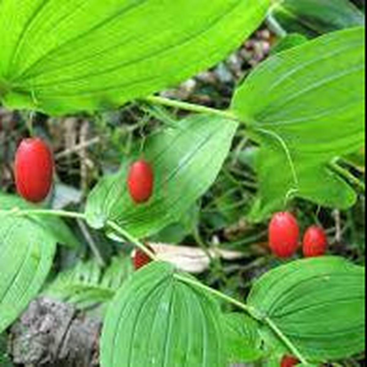 Watermelon Berry fruit seeds for planting Heirloom & Non-GMO garden seeds, juicy sweet berry variety