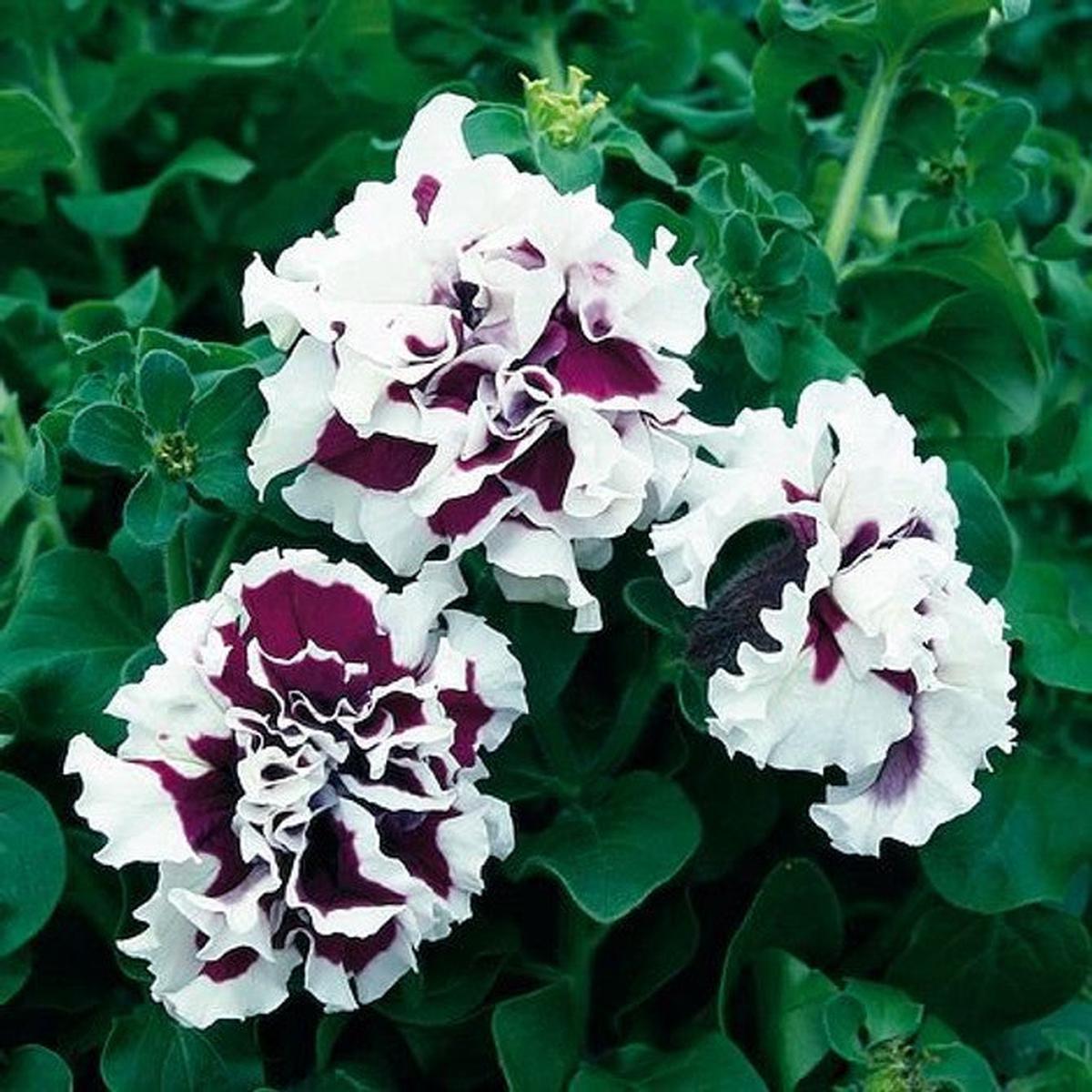 White & Purple Double Petunia Flower Seeds for Planting Heirloom, Non-GMO, High Germination Organic Garden Seeds