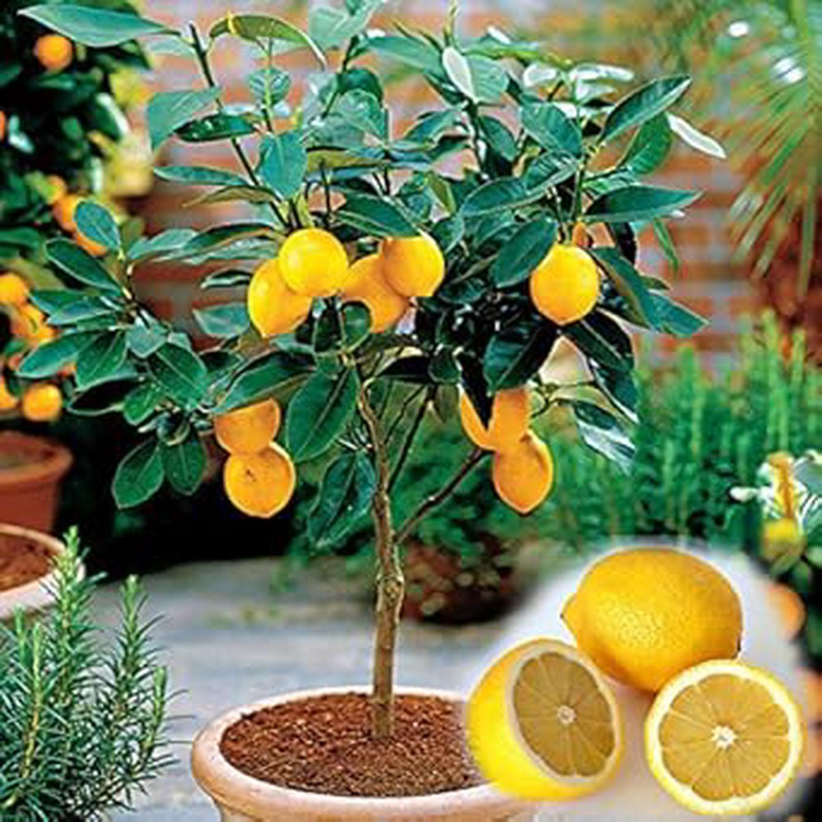 Yellow Citrus Lemon Tree Fruit Seeds for Planting Heirloom, Non-GMO, Organic Garden Seeds with High Germination