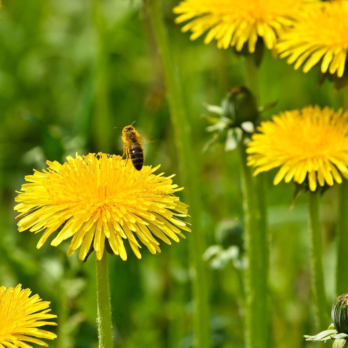 Yellow Dandelion Flower seeds for Planting - Perfect for Borders, Heirloom & GMO Free Seeds for Home Garden, 100pcs