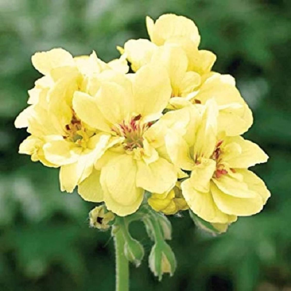 Yellow Pelargonium Peltatum Flower Seeds for Planting Heirloom, Non-GMO, Low Maintenance, High Germination