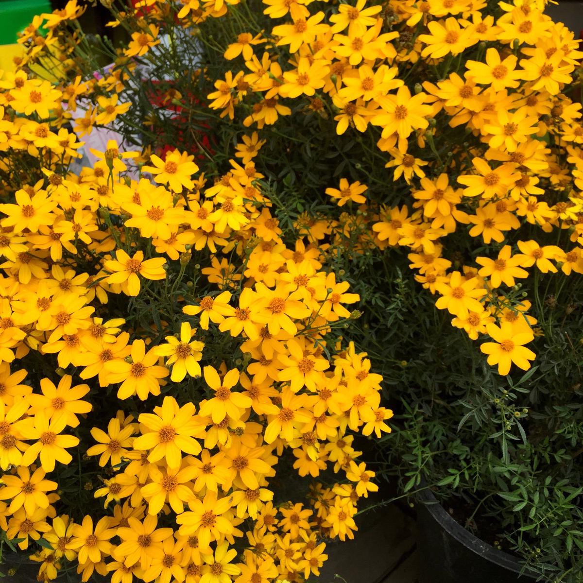 Yellow Tagetes Minuta Flower Seeds for Planting Heirloom, Non-GMO & High Germination Organic Garden Seeds