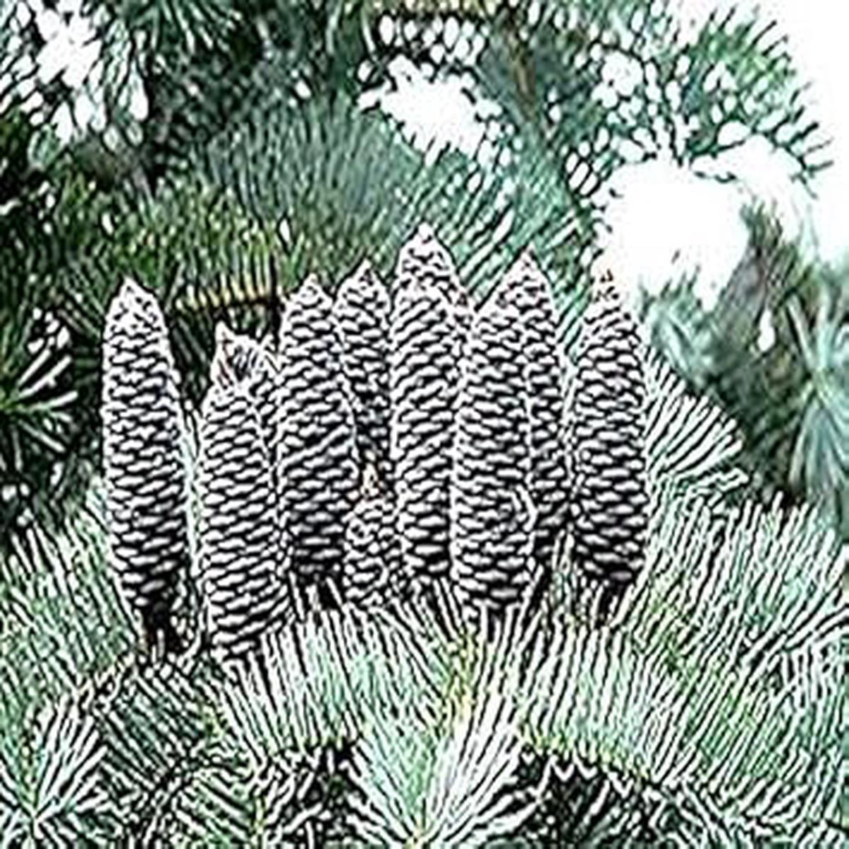 Abies Concolor Flower Seeds for Planting - Heirloom, Non-GMO, High Germination Organic Garden Seeds