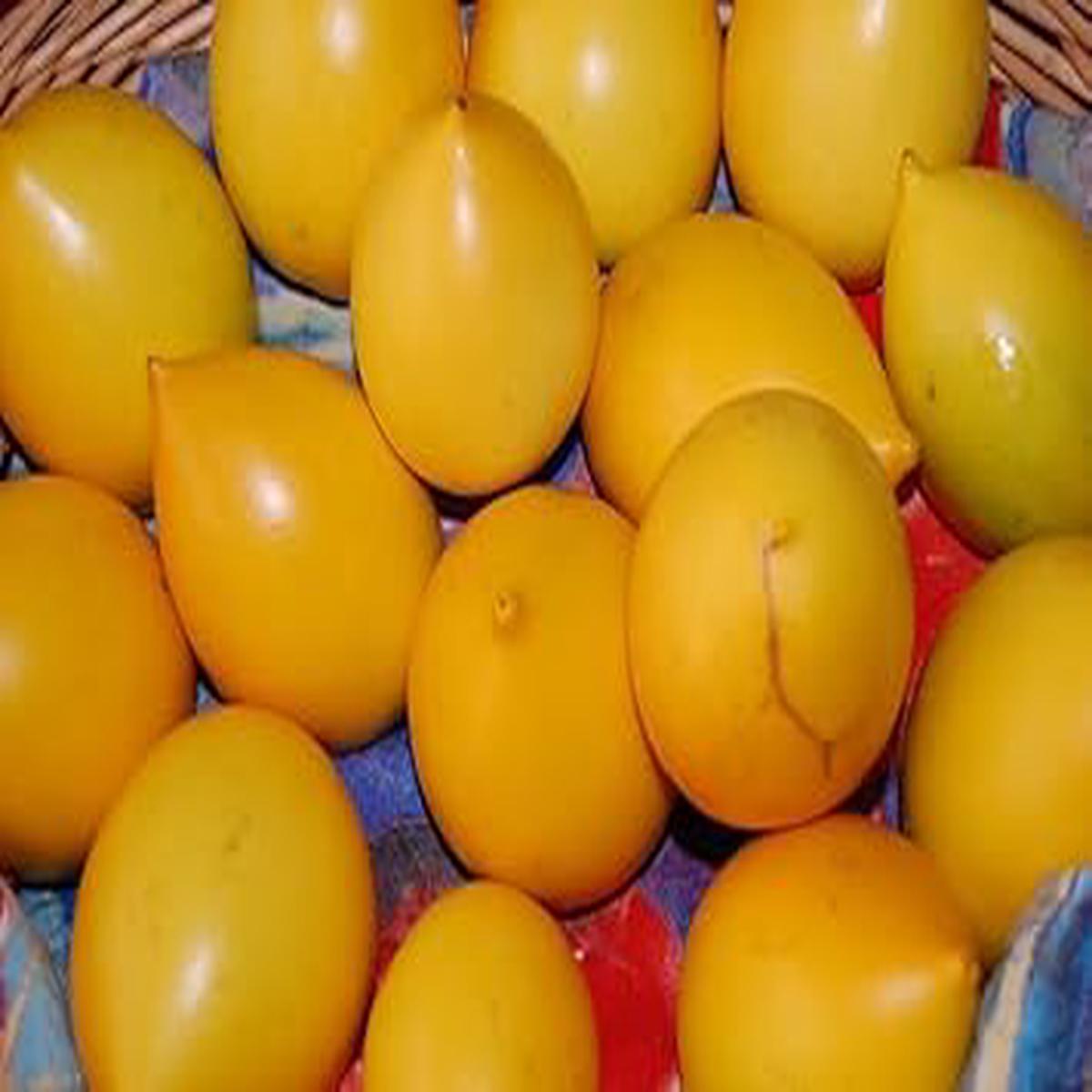 Abiu Fruit Seeds Heirloom, Non-GMO Seeds for Sweet Tropical Garden Tree Planting