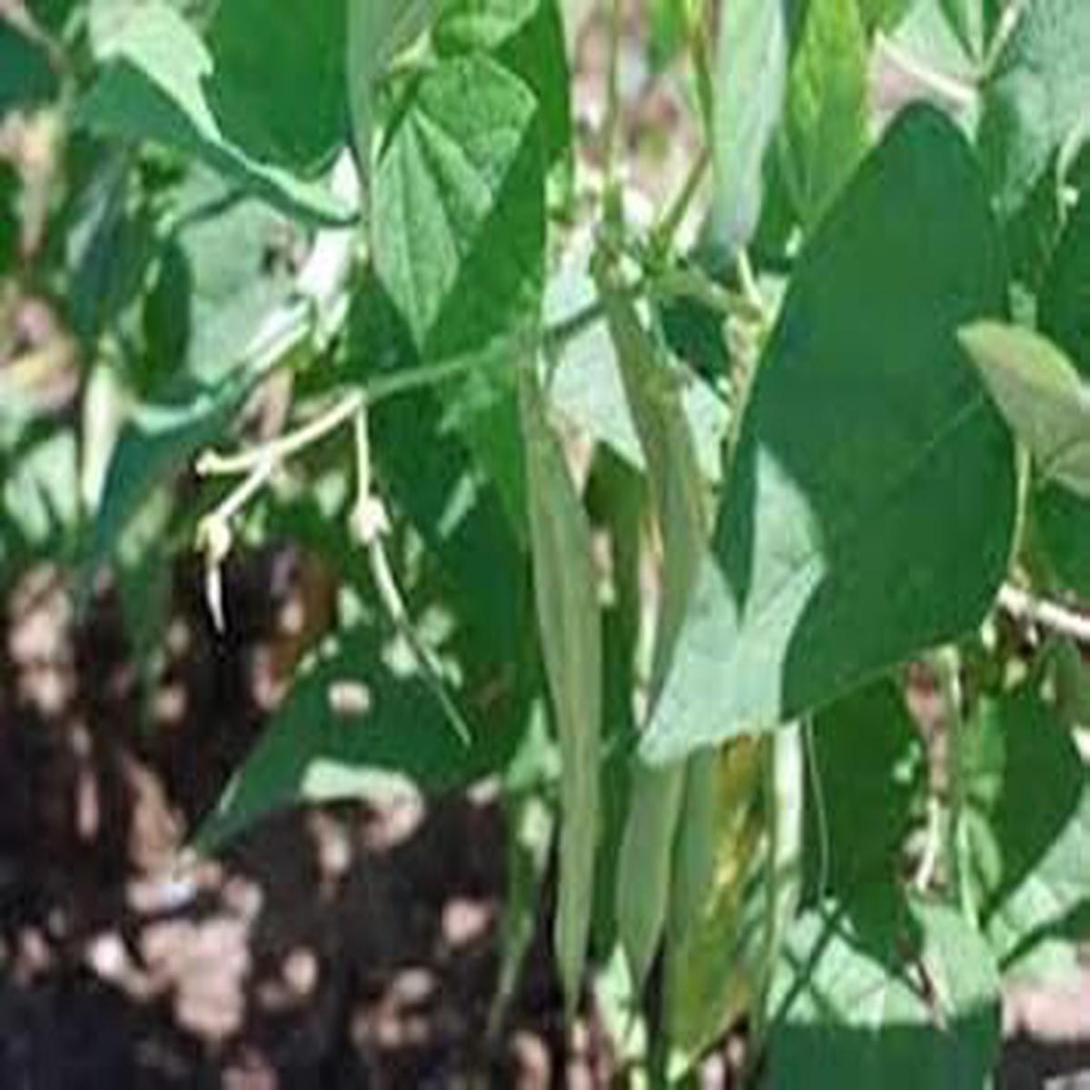 Black Turtle Pole Bean vegetable seeds for planting - Heirloom & Non-GMO Garden Seeds