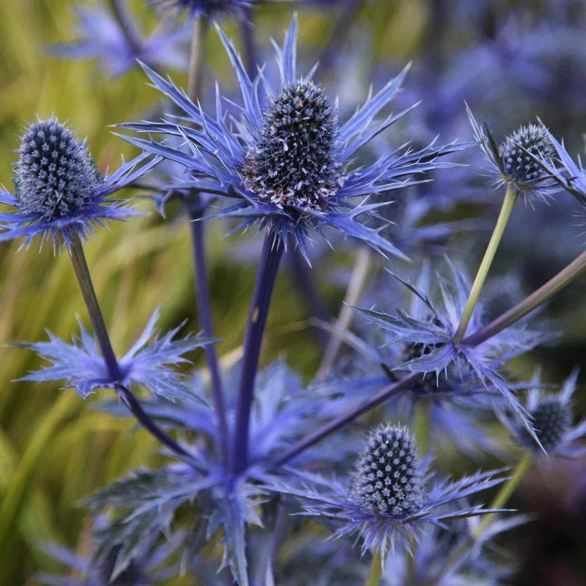 Blue Eryngium Planum Flower Seeds for Planting Long Bloom Season, Heirloom, Non-GMO, High Germination Organic Garden Seeds