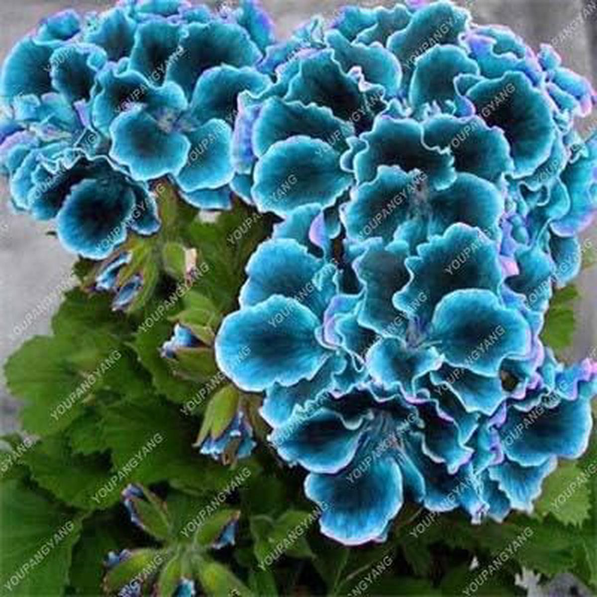 Blue Geranium Flower Seeds for Planting 100 pcs Shade Tolerant, Heirloom, Non-GMO, High Germination Organic Seeds