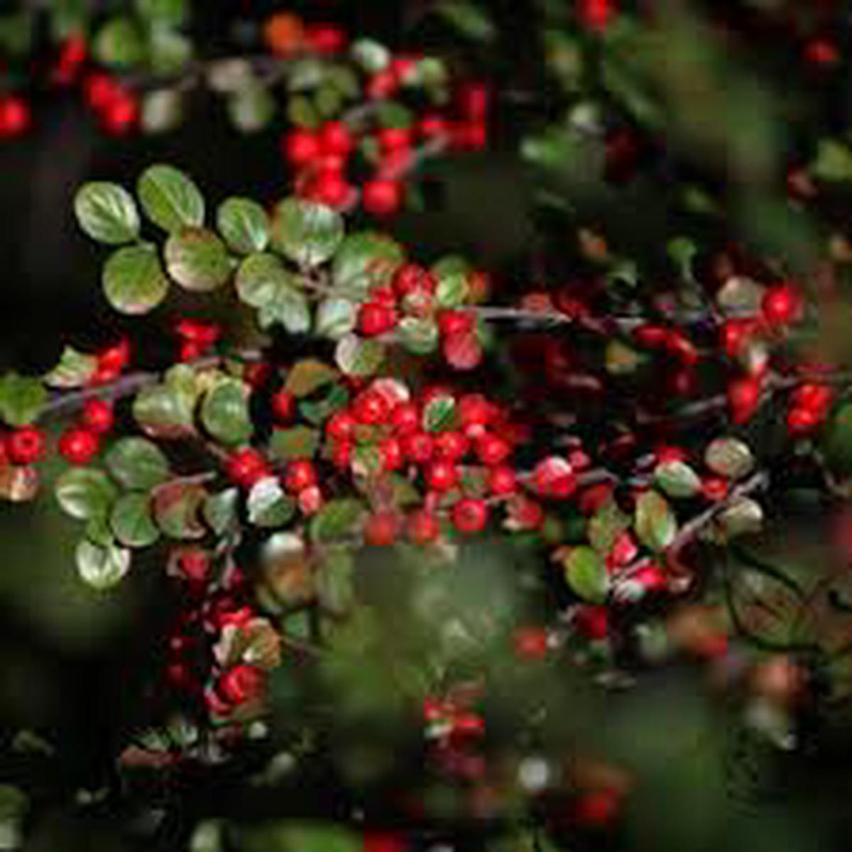 Brown Cotoneaster flower seeds for planting - Heirloom & Non-GMO Garden Seeds