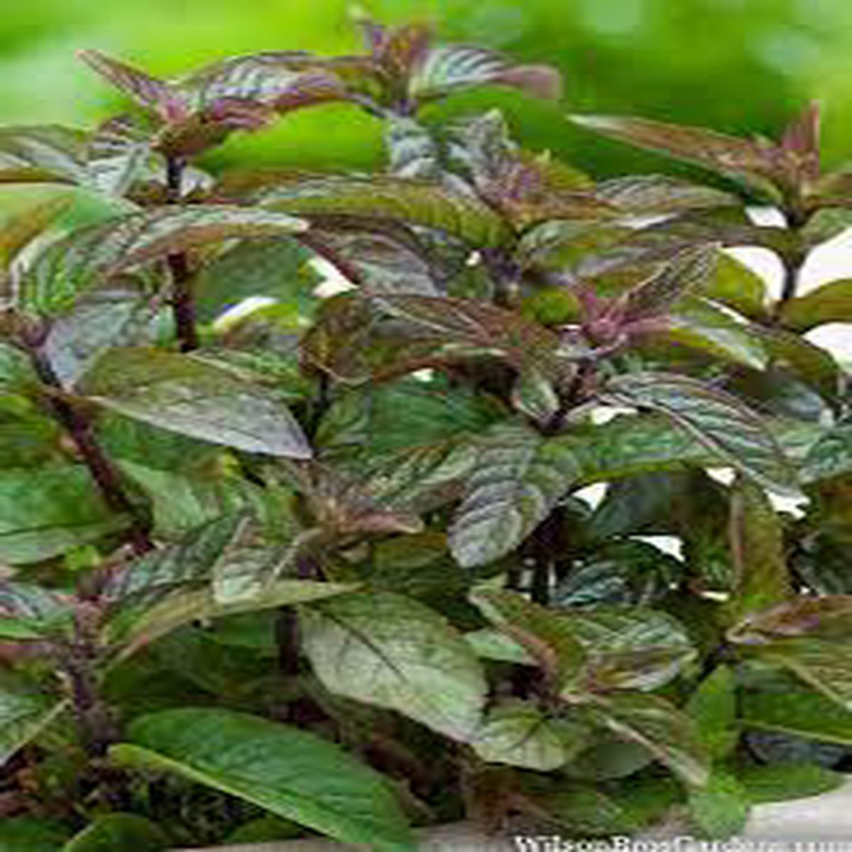 Chocolate Mint Herb Seeds for Planting Heirloom, Non-GMO Seeds for Year-Round Aromatic Gardens