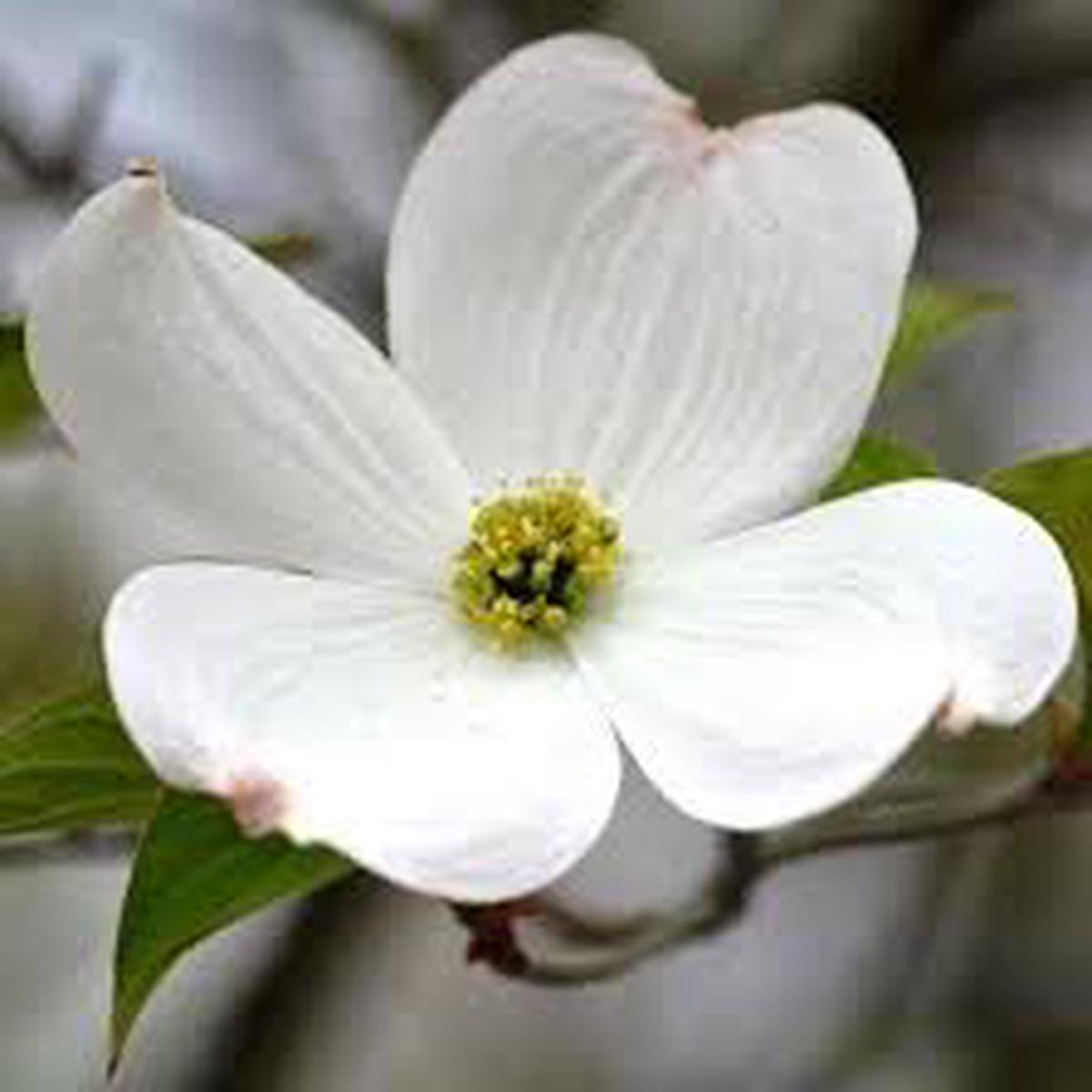 Cornus Flower Seeds for Planting Heirloom Non-GMO Fragrant Blossoms Organic Garden Seeds