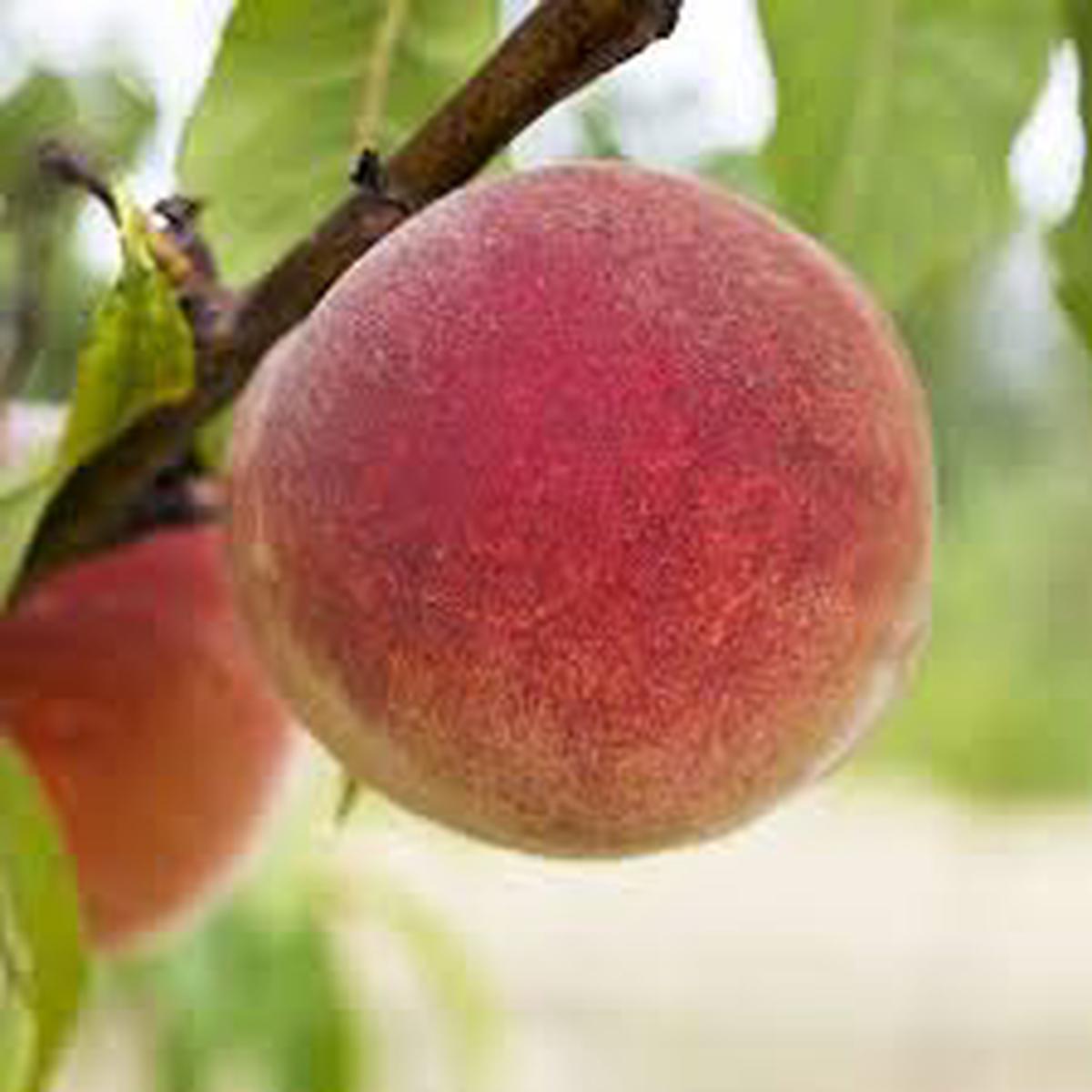Elberta Peach fruit Seeds for Planting  Sweet, Juicy, Non-GMO Fruit Variety for Home Garden