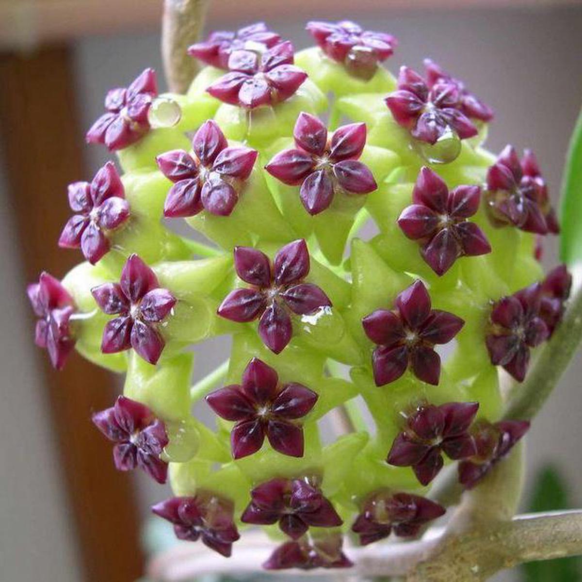 Green Purple Hoya Flower Seeds for Planting Heirloom, Non-GMO, Compact Growth, High Germination