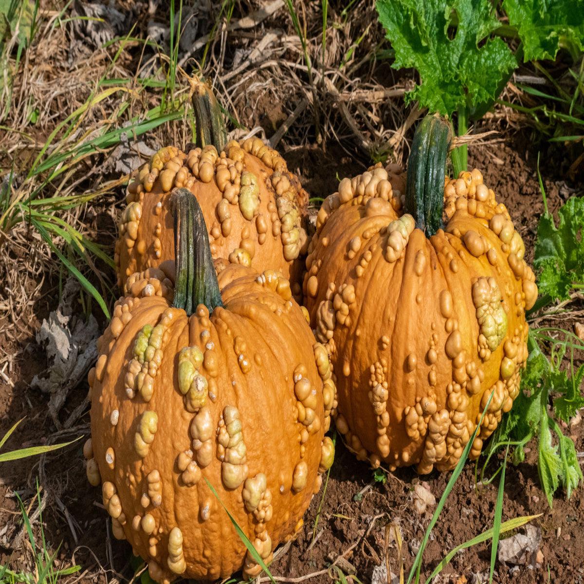 Knucklehead Pumpkin Seeds for Planting Heirloom, Non-GMO, Unique Warty Decorative Pumpkin High Germination