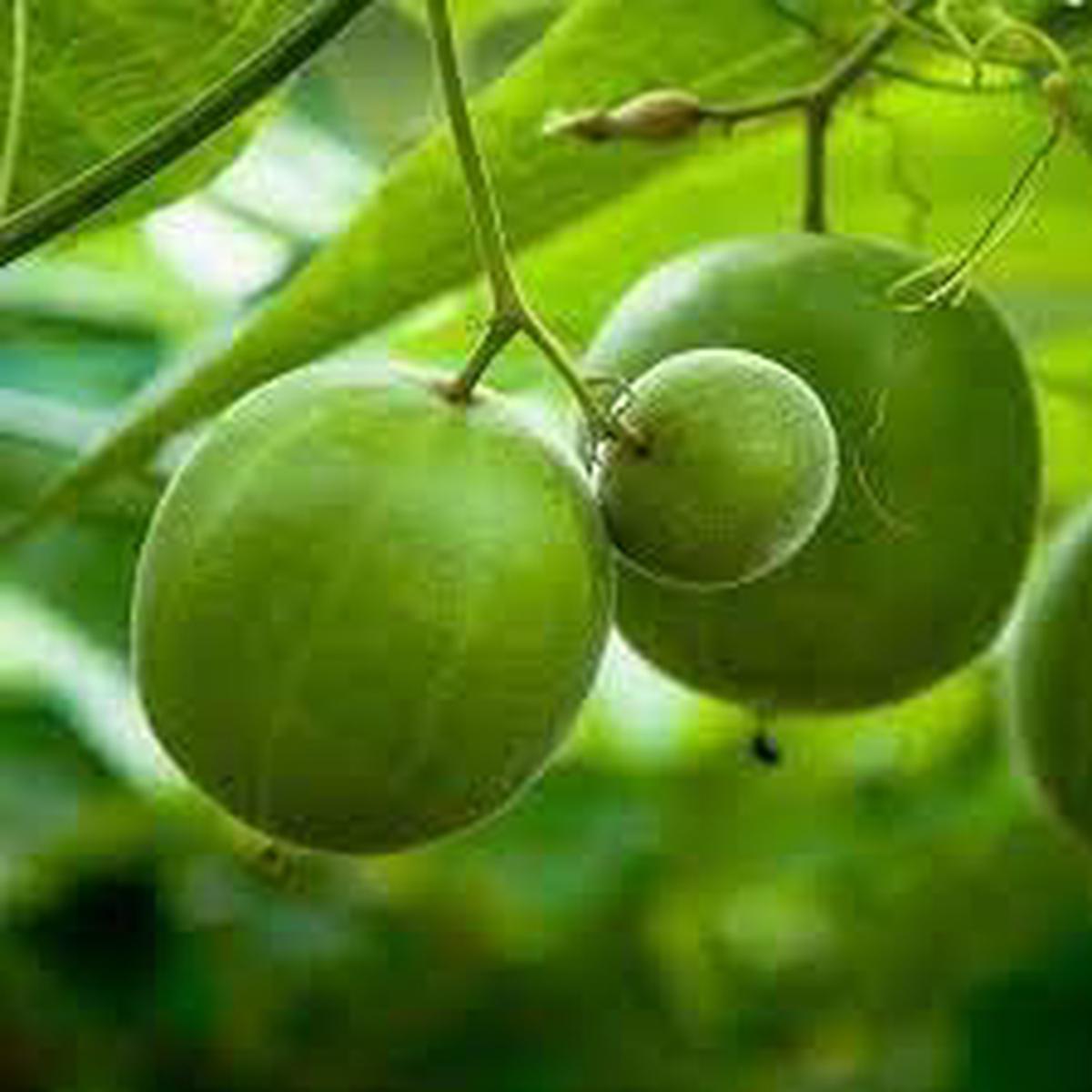Luo Han Guo fruit seeds for planting Heirloom & Non-GMO Garden seeds