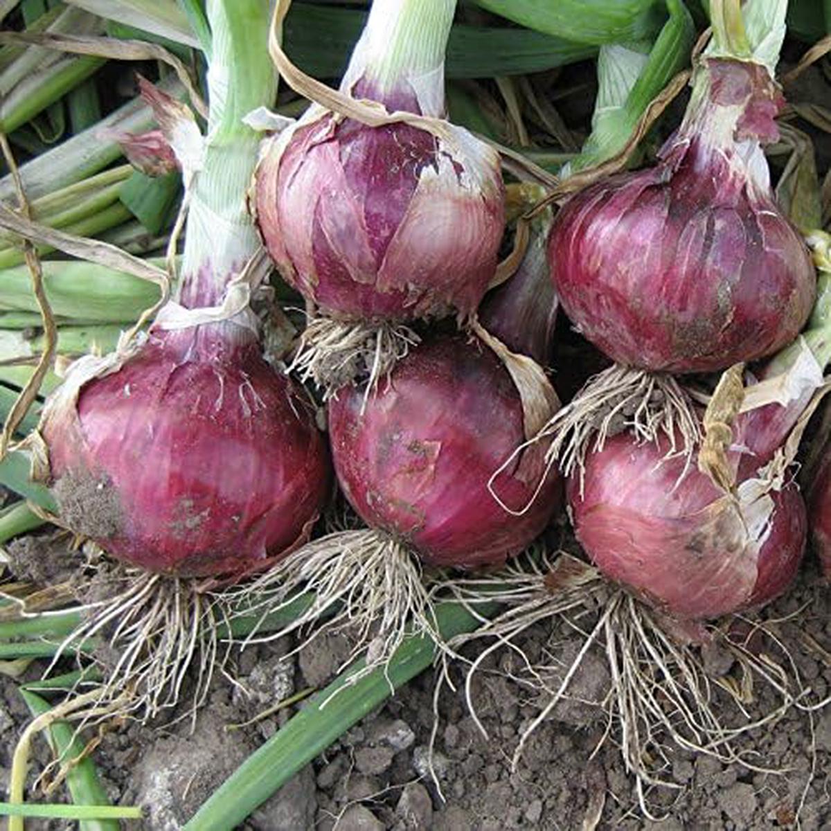 Onion Red Creole Seeds Heirloom, Fast-Growing, High-Yielding Red Onion Variety
