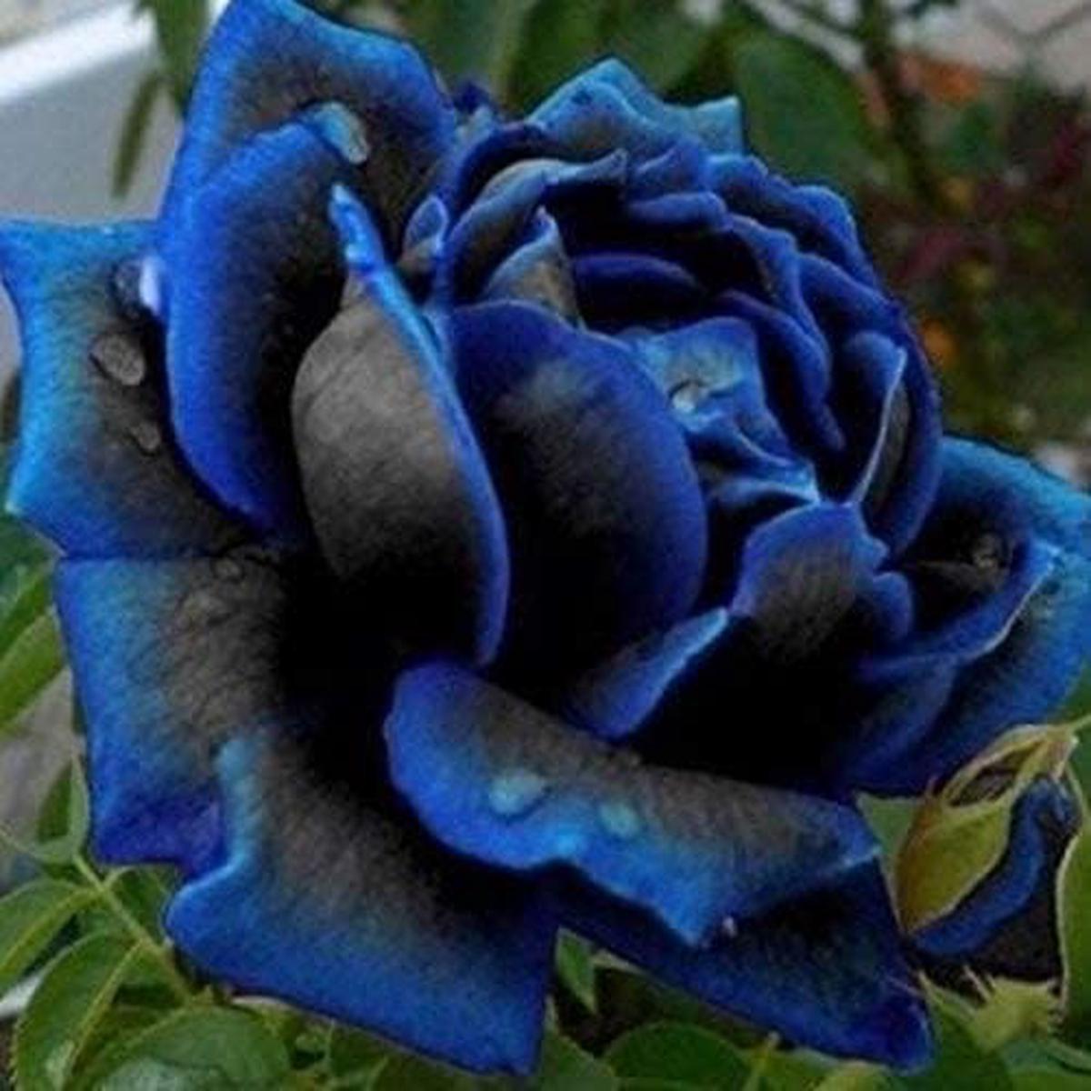 Purple Black Supreme Rose Flower Seeds for Planting | Heirloom Non-GMO High