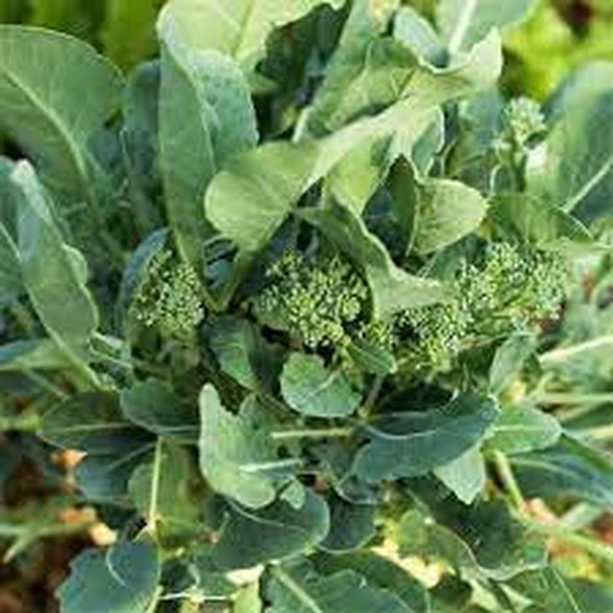 Rapini Broccoli Seeds for Planting Heirloom & Non-GMO Vegetable Seeds
