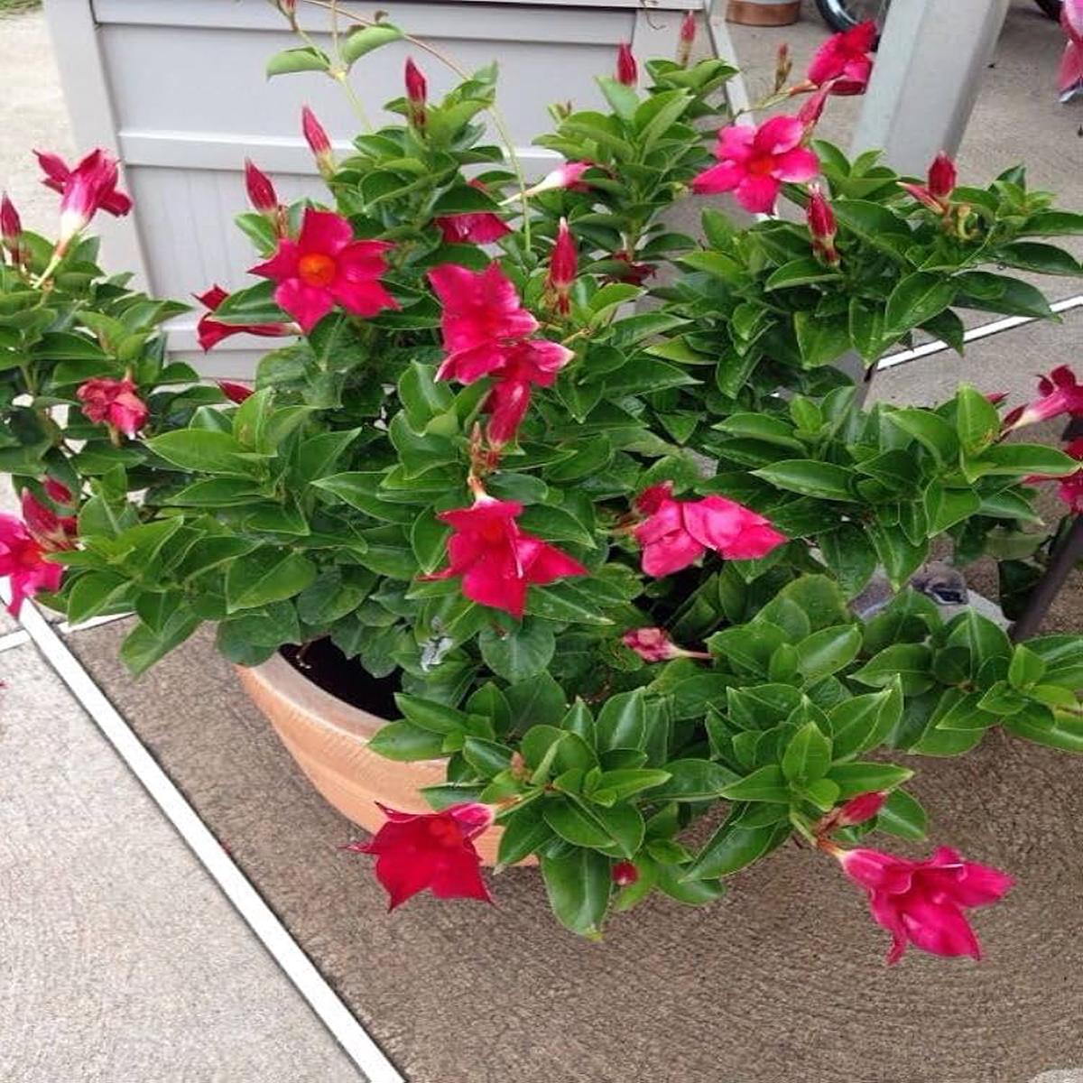 Red Pink Mandevilla Flower Seeds for Planting Heirloom Non-GMO Seeds, High Germination