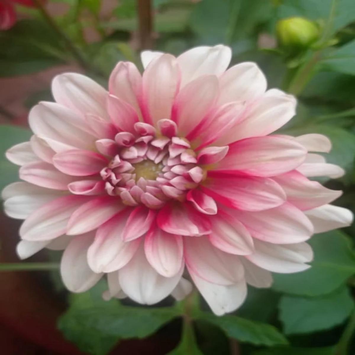 Rose White Dahlia Flower Seeds for Planting Heirloom, Non-GMO, High Germination