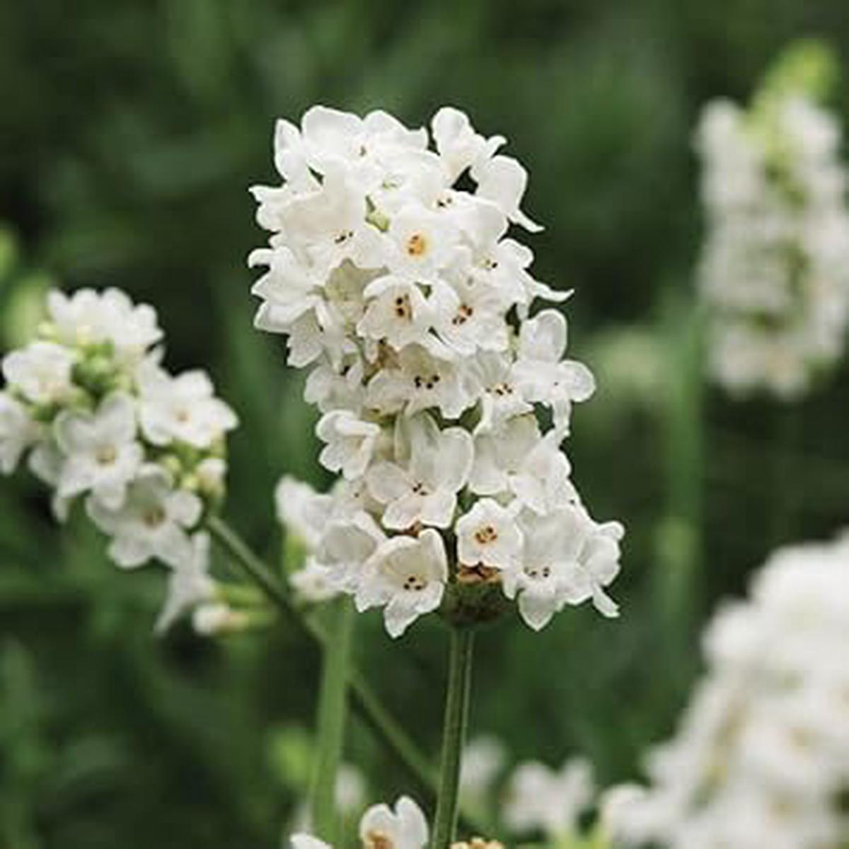 White Provence Lavender Flower Seeds for Planting | Heirloom Non-GMO High Germination