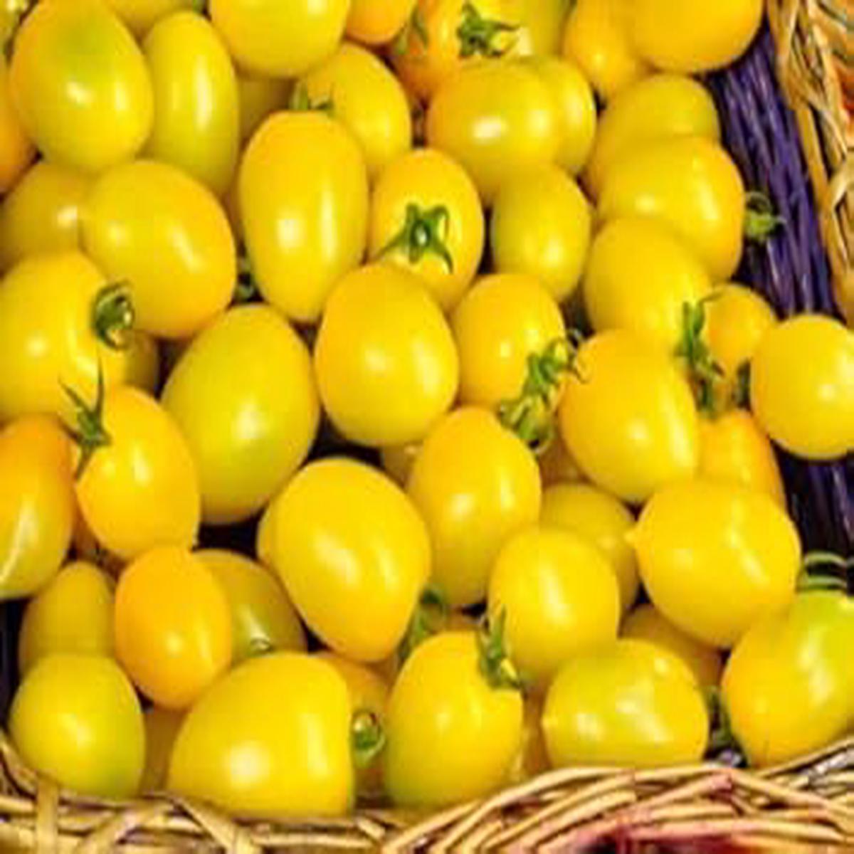 Yellow Tomato Seeds for Planting - Heirloom Non-GMO Organic Garden Seeds, High Germination, Juicy Mellow Summer Variety