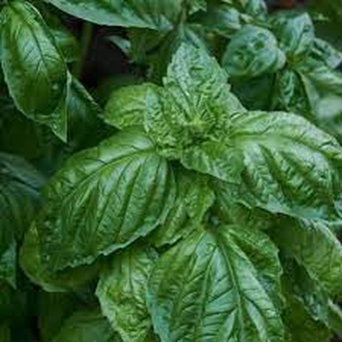 Basil Seeds for Planting  Heirloom, Non-GMO, High Germination Organic Garden Seeds for Aromatic Kitchen Herbs