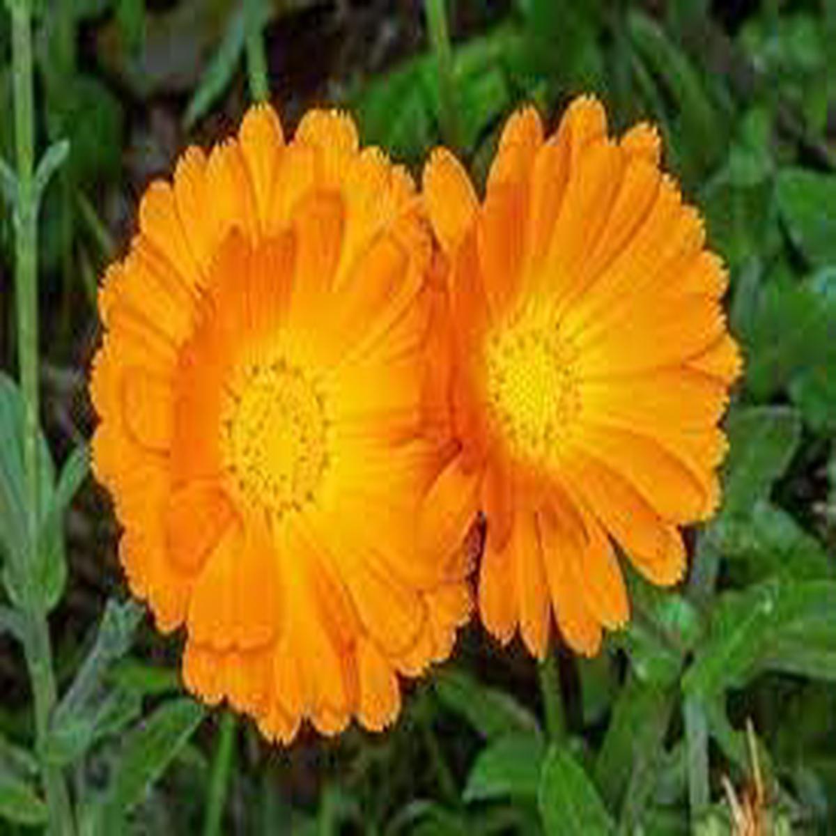 Calendula Officinalis Flower Seeds for Planting Heirloom & Non-GMO Medicinal and Edible Garden Blooms