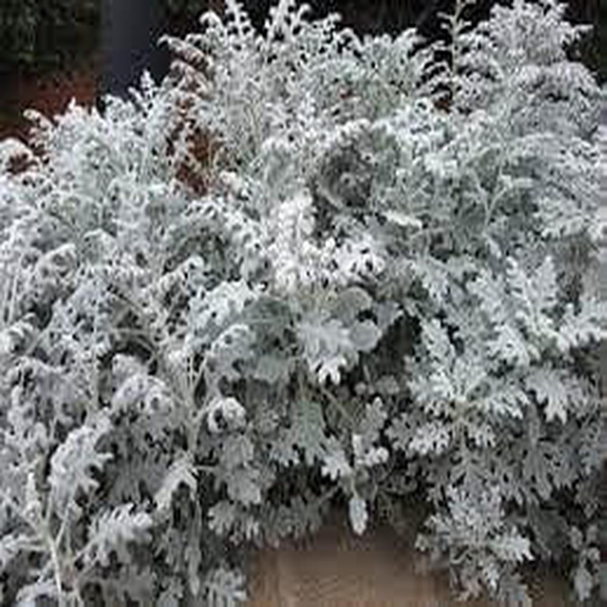 Cineraria Maritima Flower Seeds for Planting Bright Blooms, Heirloom, Non-GMO, High Germination
