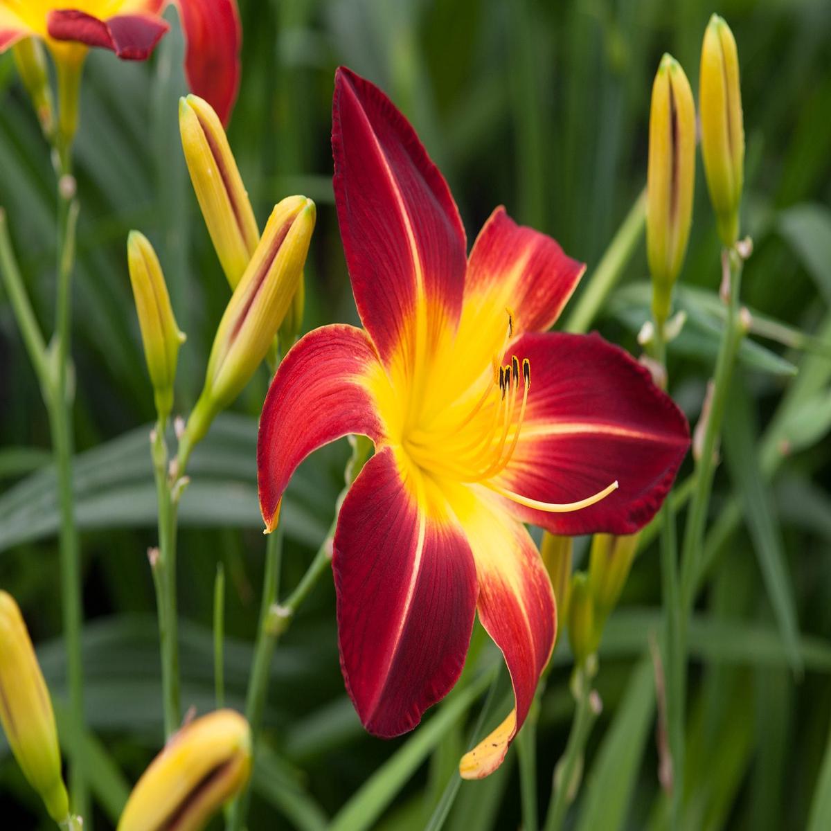 Daylily Flower Seeds for Planting Heirloom, Non-GMO, Pollinator Friendly Garden Seeds