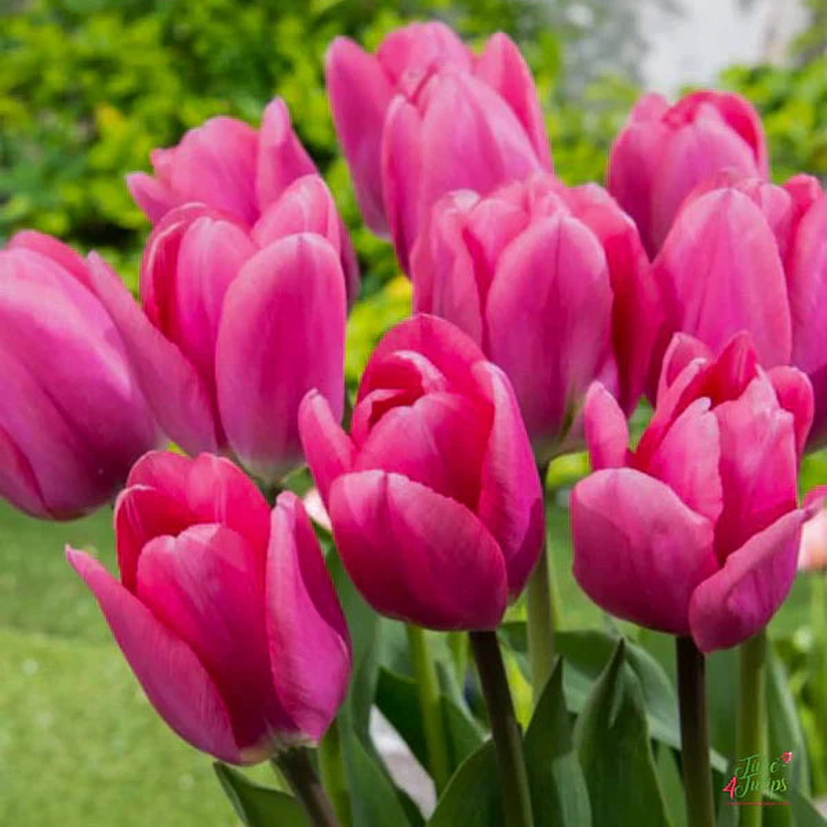 Deep Pink Tulip Seeds Heirloom, Non-GMO, Perfect for Borders